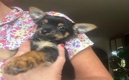 Chorkie dogs for sale: 9 weeks old puppies Yorkshire terrier chihuahuas - Image 17