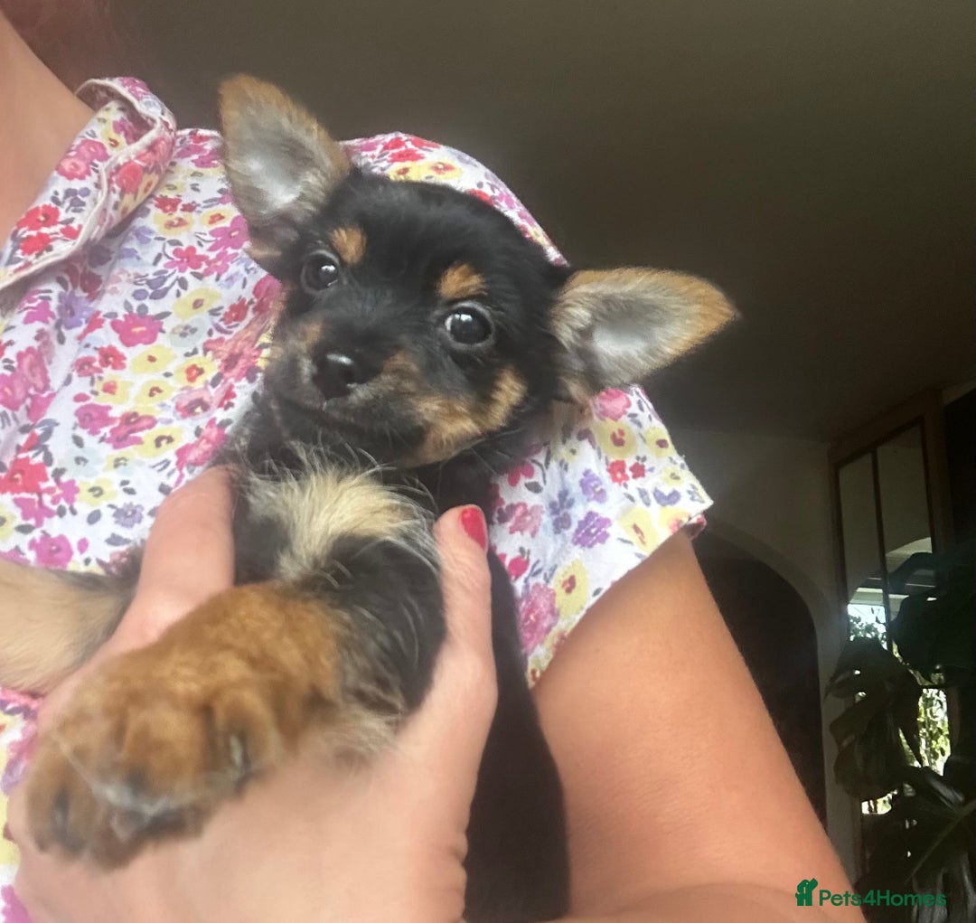 Chorkie dogs for sale: 9 weeks old puppies Yorkshire terrier chihuahuas - Image 17