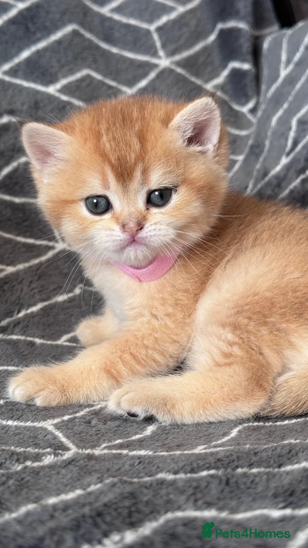 British Shorthair cats for sale: ADORABLE GCCF BSH CHOCOLATE GOLD KITTENS  - Advert 2