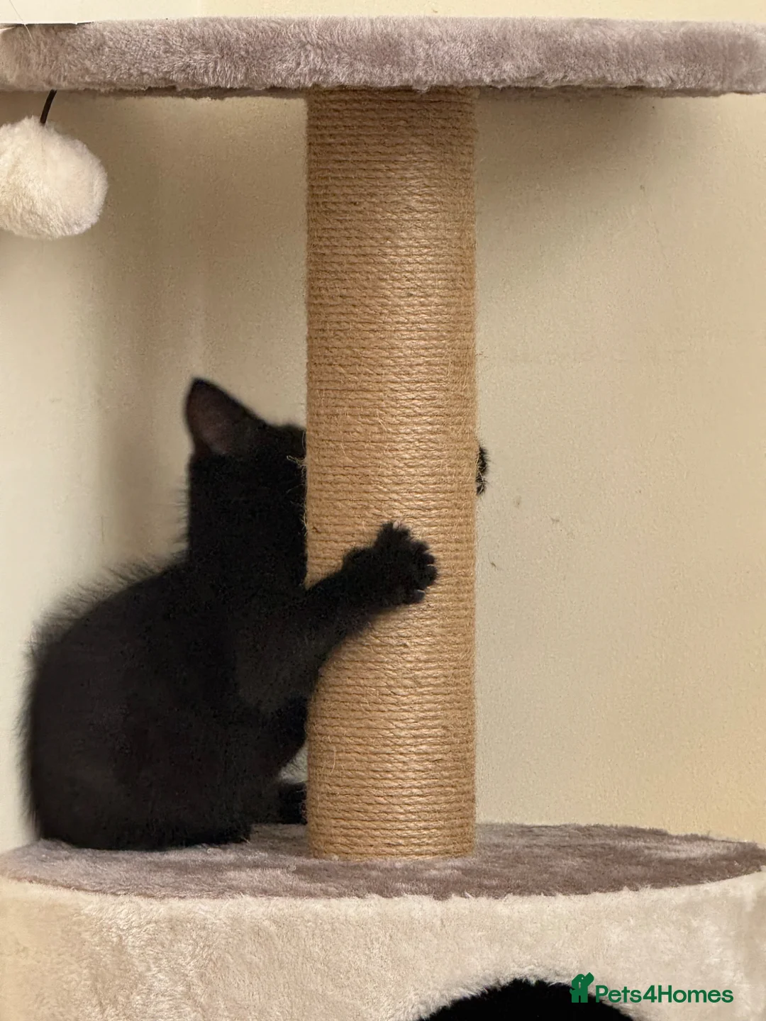 Domestic Shorthair cats for sale: Beautiful very playful Black Kitten  - Advert 4