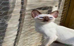 Siamese cats for sale: 😻 Top Quality All Colours Siamese Kittens.  - Image 4