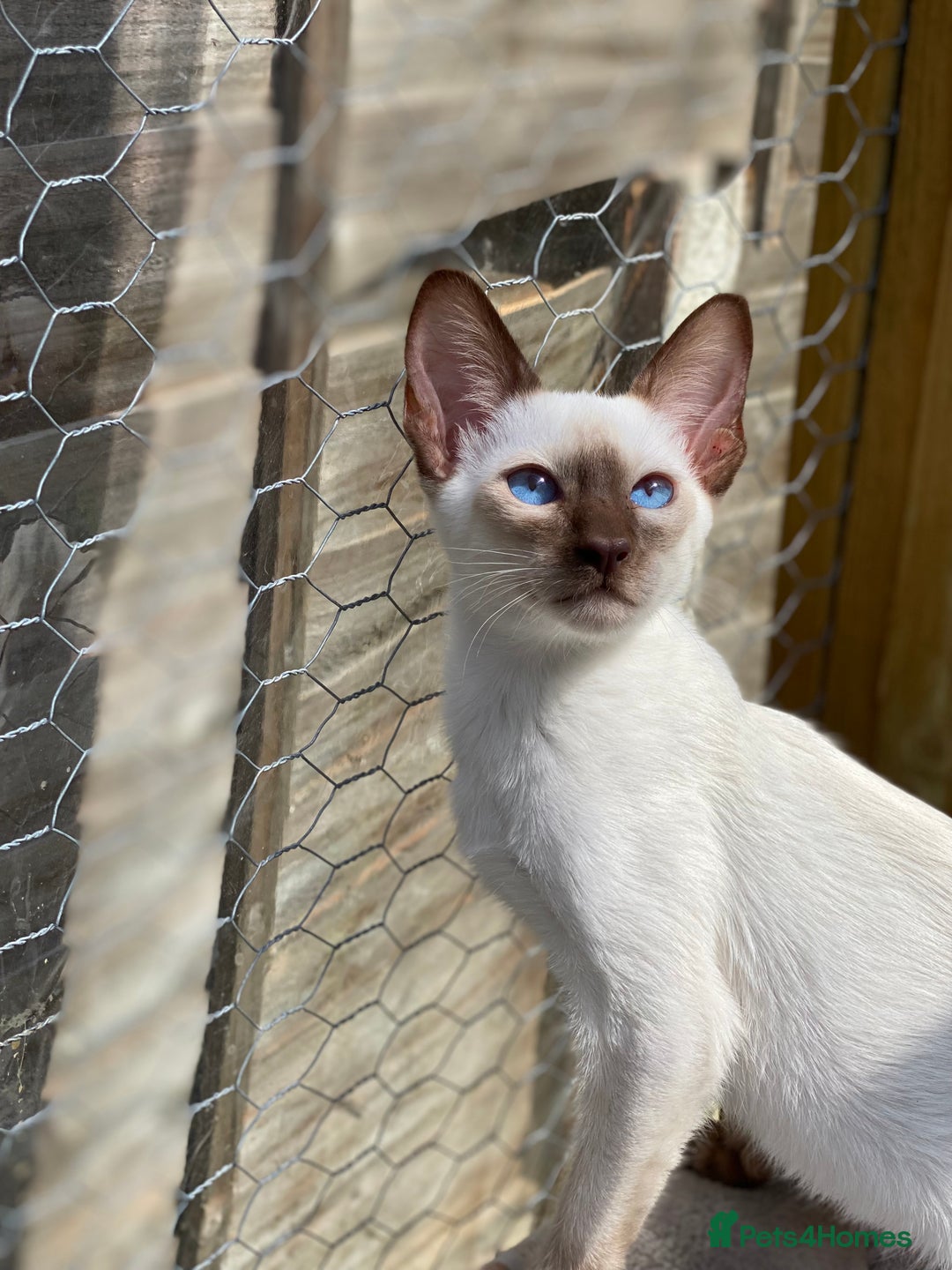 Siamese cats for sale: 😻 Top Quality All Colours Siamese Kittens.  - Image 4