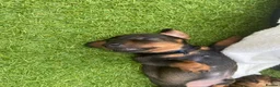 Miniature Dachshund dogs for sale: RKC Registered Miniature Wire - Haired Puppies  - Advert 15