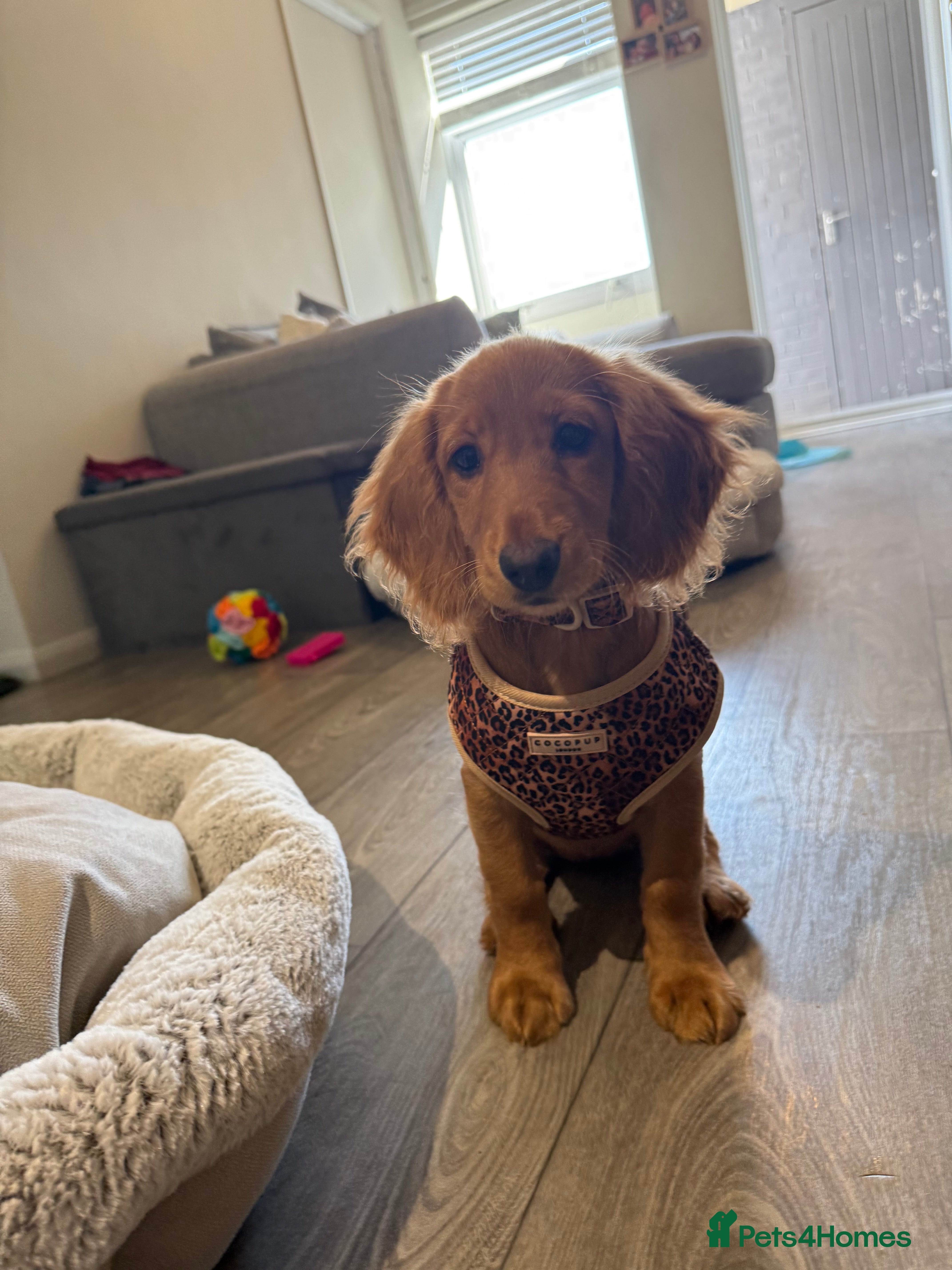 Dachshund dogs for sale: Dachshund female for sale  - Advert 3
