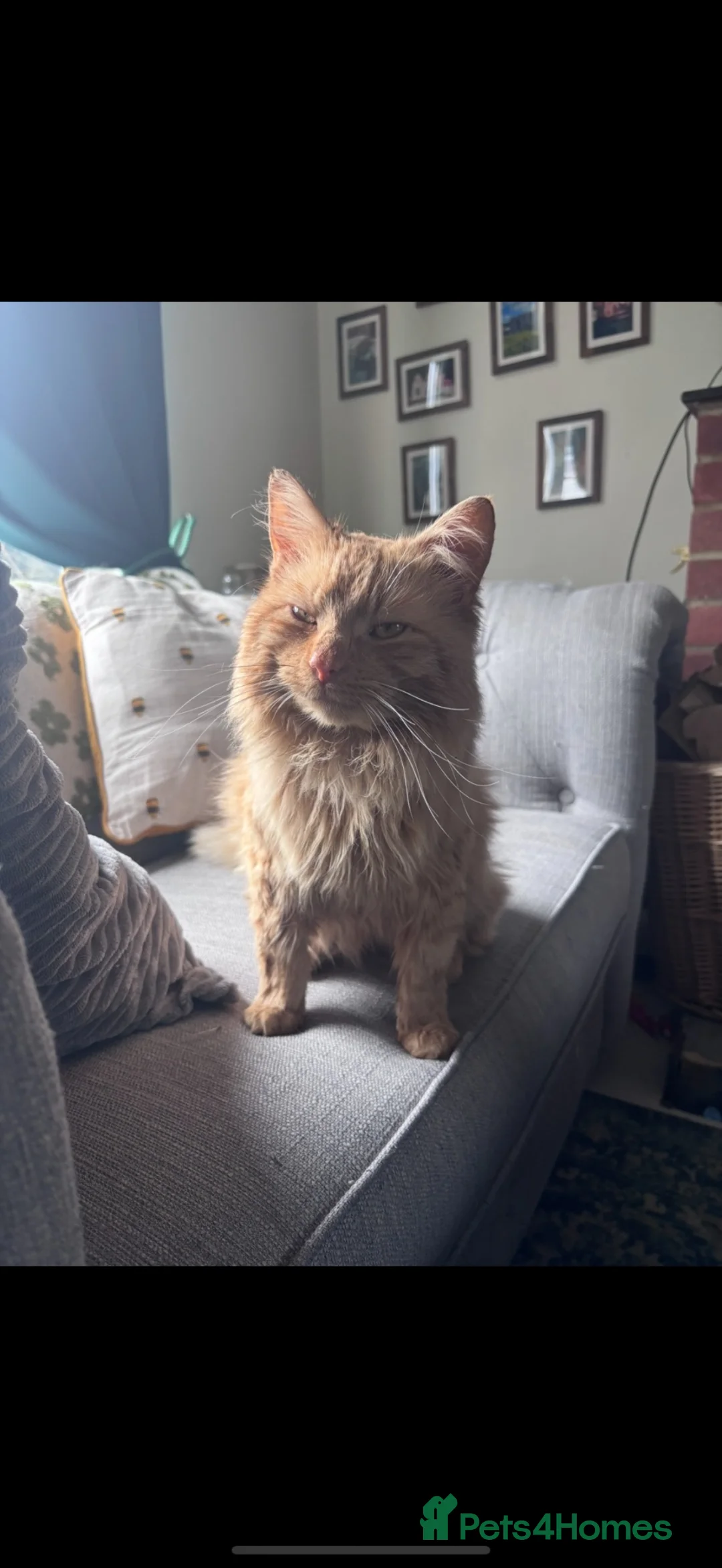 Mixed Breed cats for sale: Kittens for sale in Banbury - Advert 2