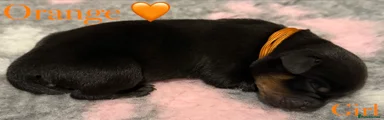 Rottweiler Puppy 7