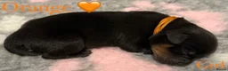 Rottweiler dogs for sale: 🐾 Beautiful Rottweiler Puppies 🐾 - Advert 16