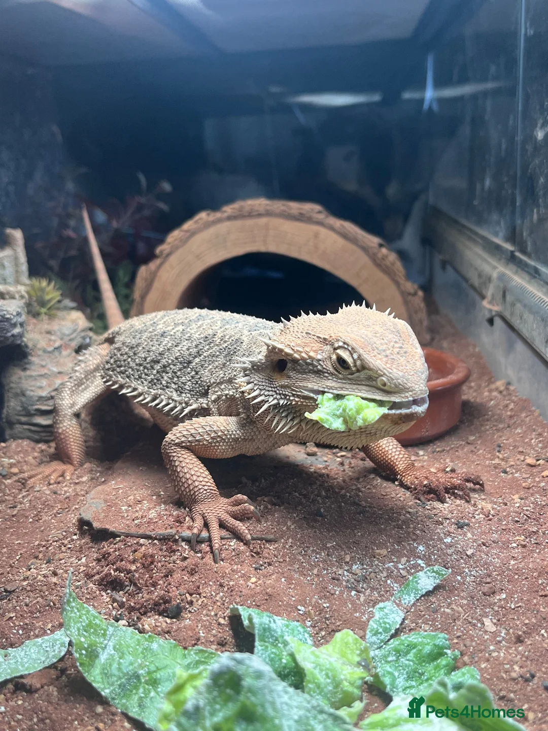 Bearded Dragon reptiles for sale: Female Bearded Dragon  in Salford - Advert 3