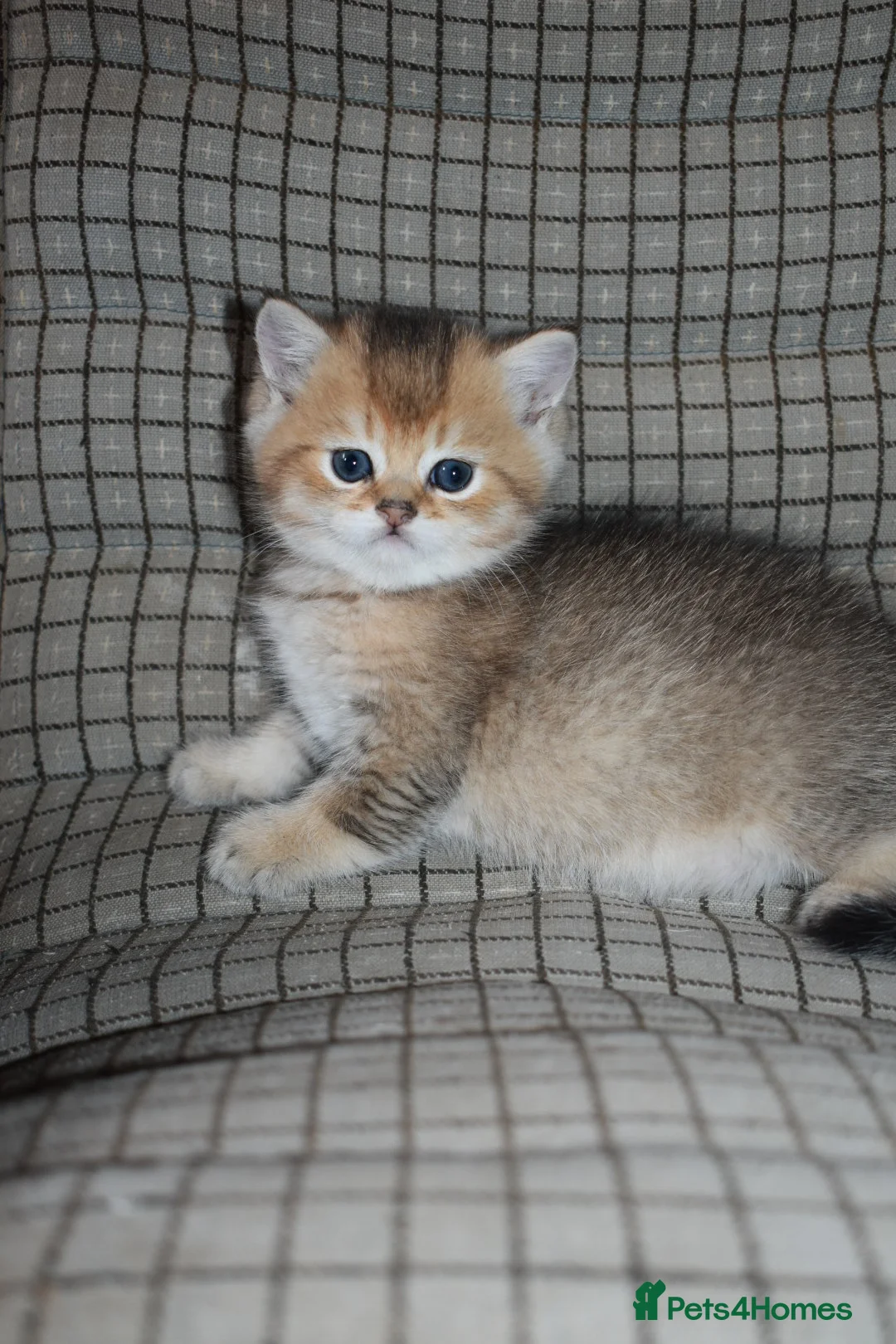 British Shorthair cats for sale: PureBred British Shorthair Kittens ready Easter! - Advert 2