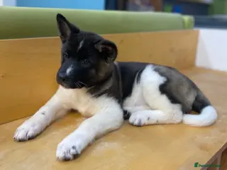 Akita dogs Beautiful American Akita Puppies 9 Boys 3 Females - Advert 9