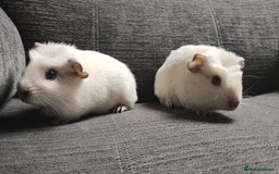 Guinea Pig rodents for sale: Pair of male guinea pigs so beautiful  - Image 9