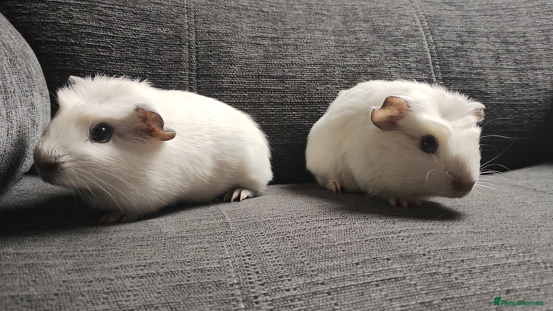 Guinea Pig rodents for sale: Pair of male guinea pigs so beautiful  - Image 9