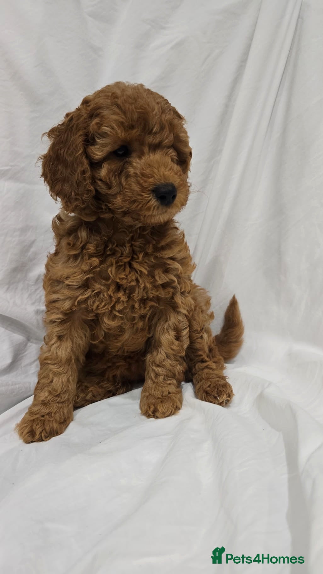 Cockapoo dogs Ready Friday! CURLY TEDDY F1B Cockapoos, amazing  - Advert 4