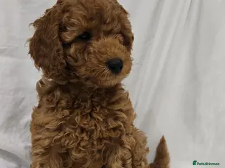 Cockapoo dogs Ready Friday! CURLY TEDDY F1B Cockapoos, amazing - Advert 4