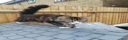 Mixed Breed cats for sale: Male cat in Slough - Advert 2