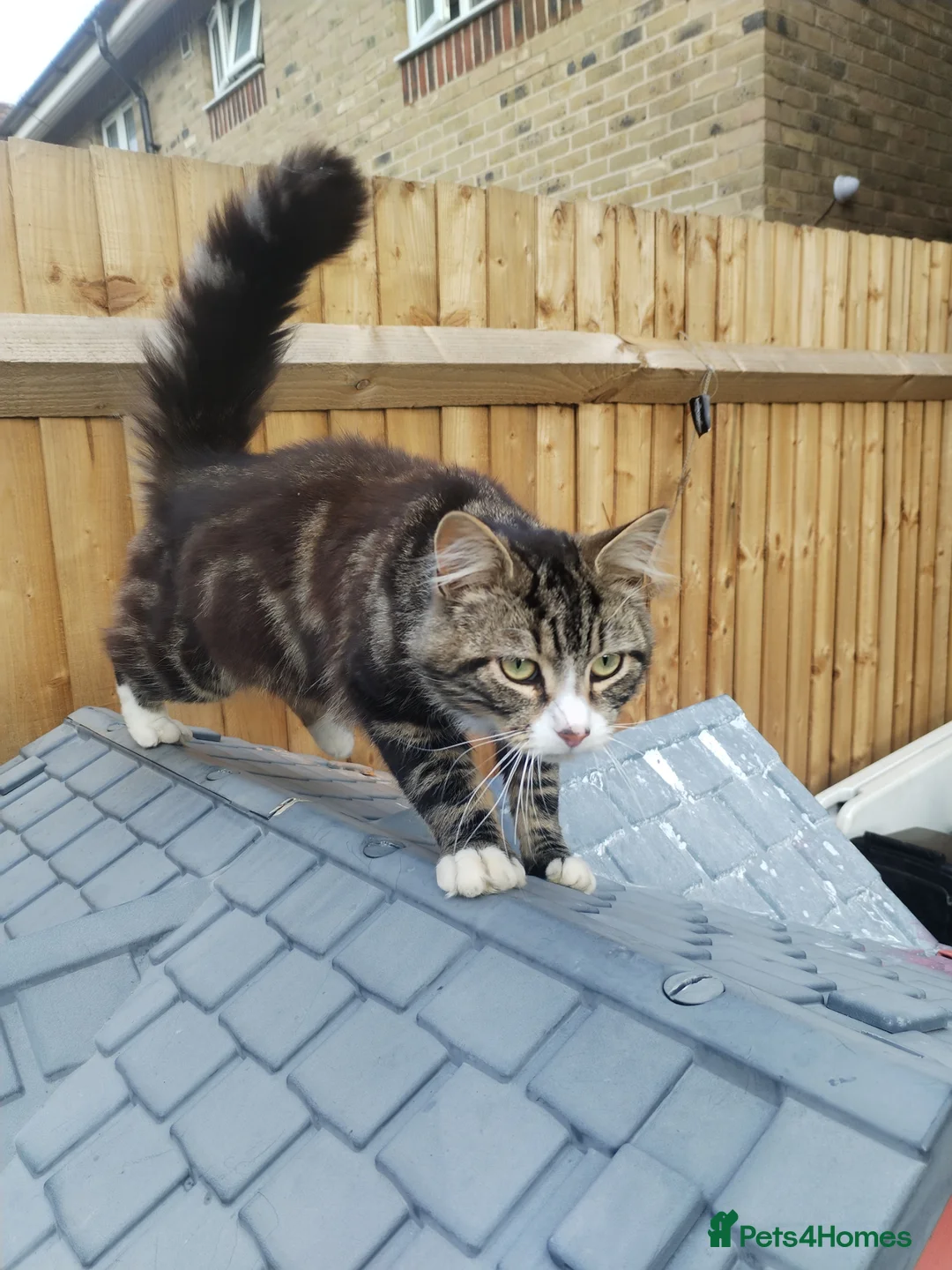 Mixed Breed cats for sale: Male cat in Slough - Advert 2