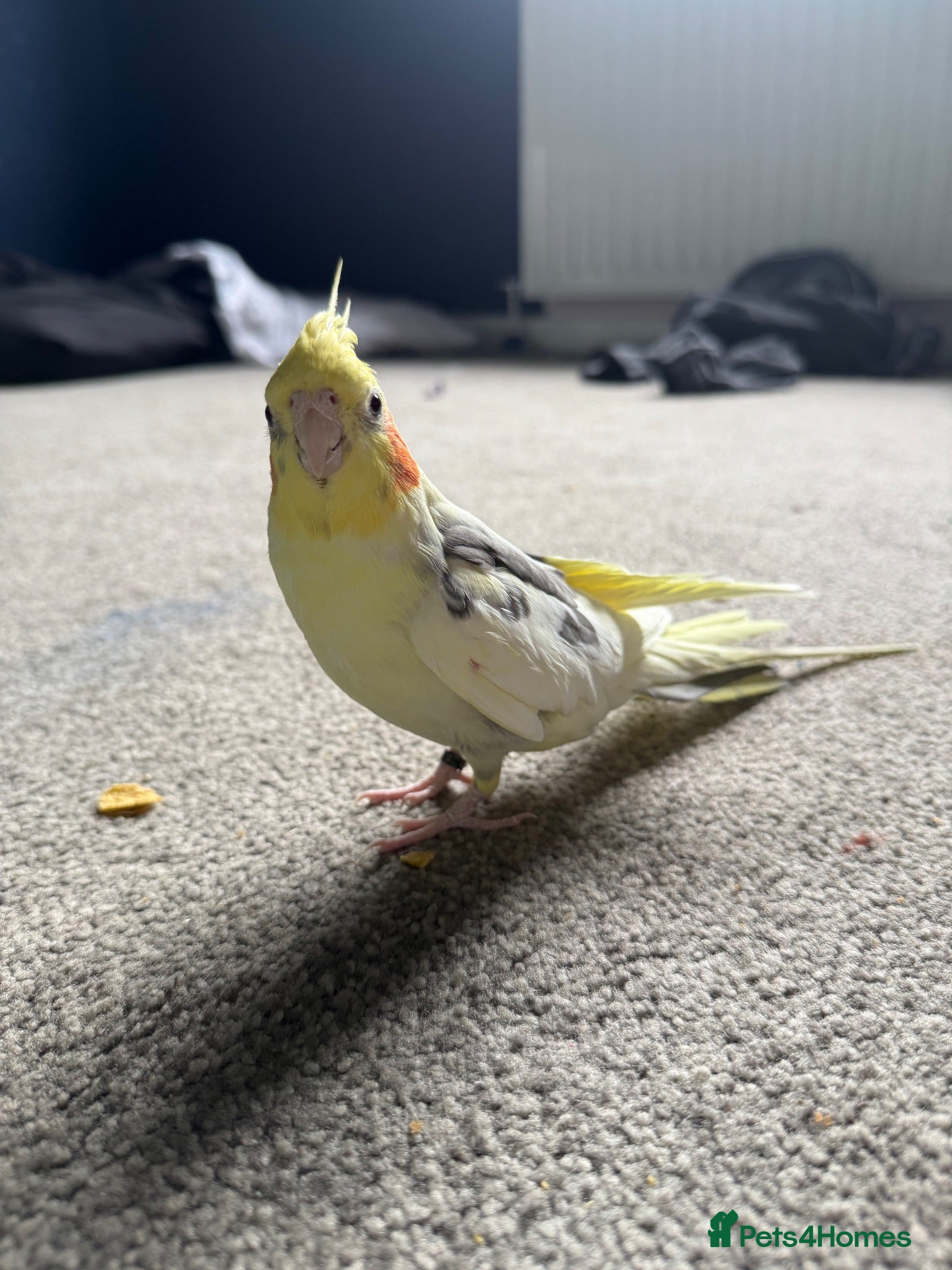 Cockatiels birds Georgie - Advert 1