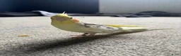 Cockatiels birds for sale: Georgie - Advert 1