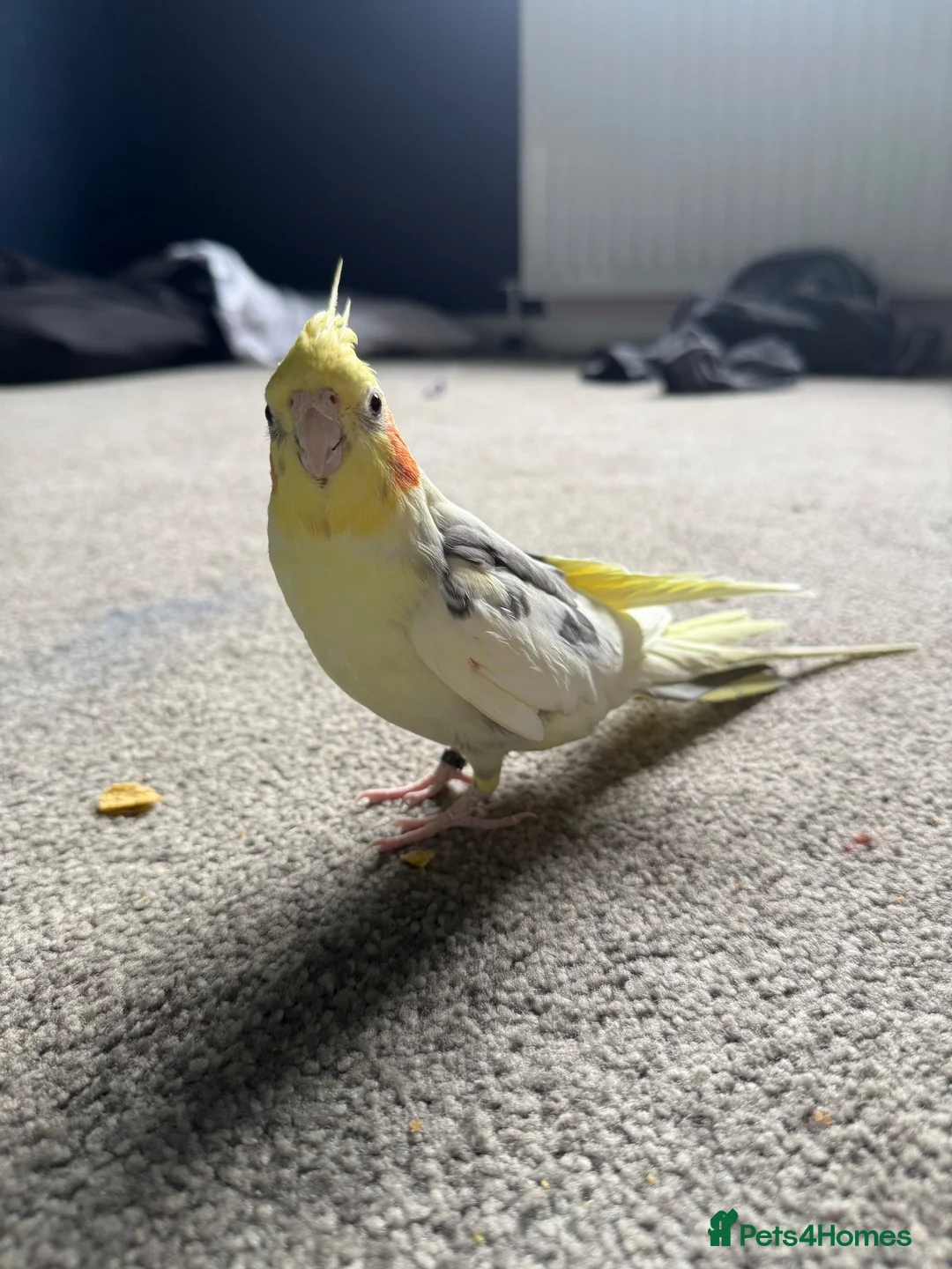 Cockatiels birds for sale: Georgie - Advert 1