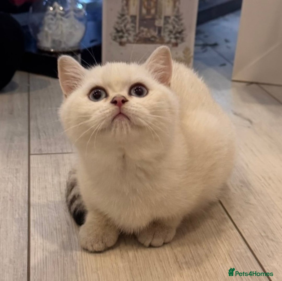 British Shorthair cats for sale: British Shorthair  - Advert 3