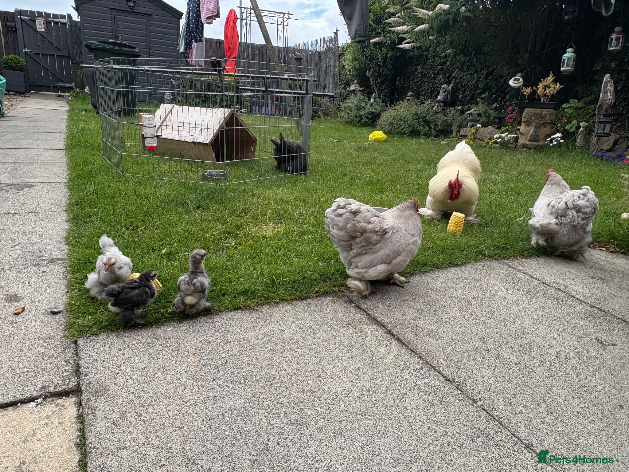 Chickens poultry 2 bantam pekin roosters rehoming  - Advert 4