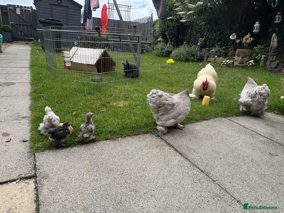 Chickens poultry for sale: 2 bantam pekin roosters rehoming  in Gateshead - Advert 1