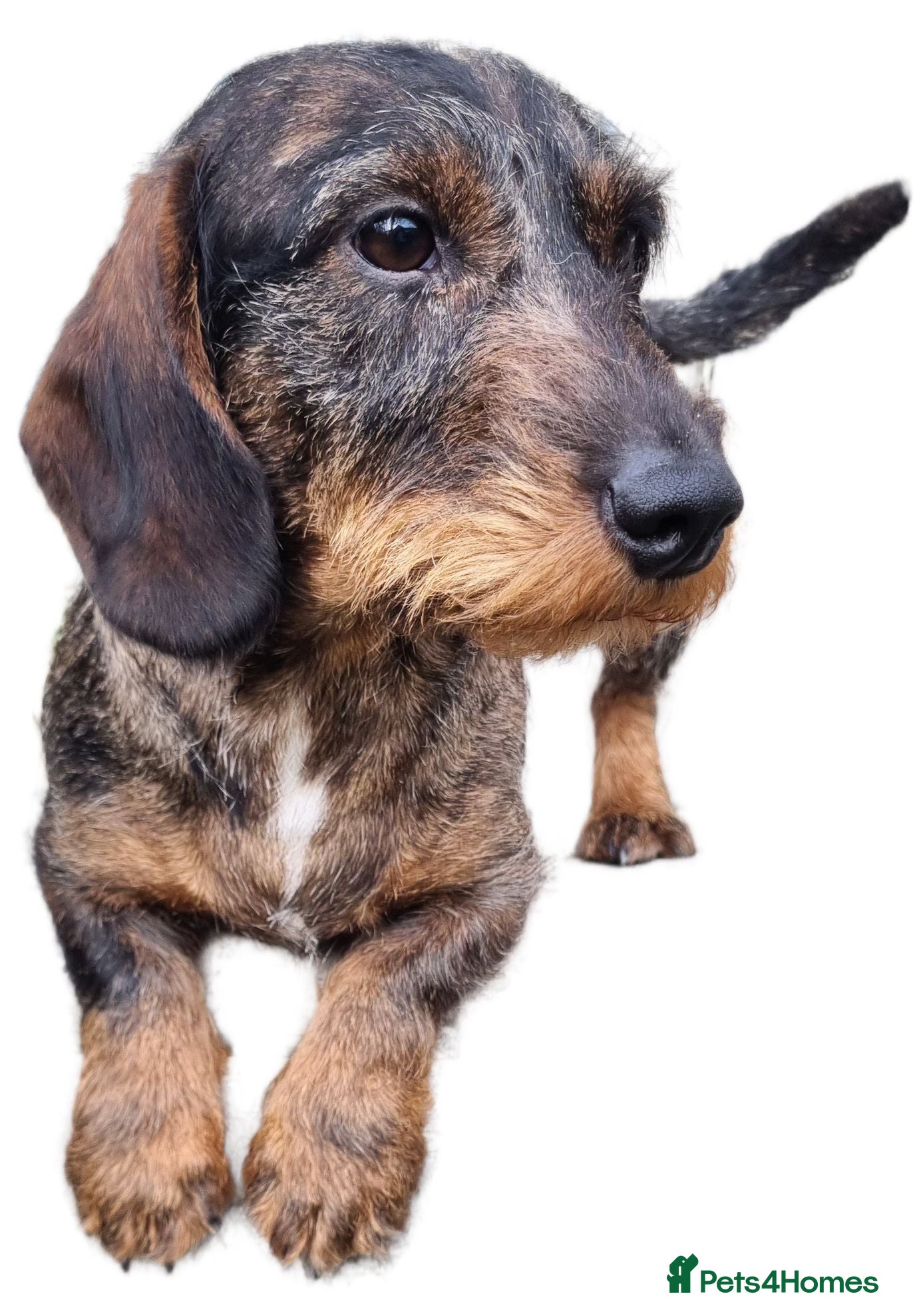 Miniature Dachshund dogs KC Teckel Merle Wirehaired Stud  - Advert 1