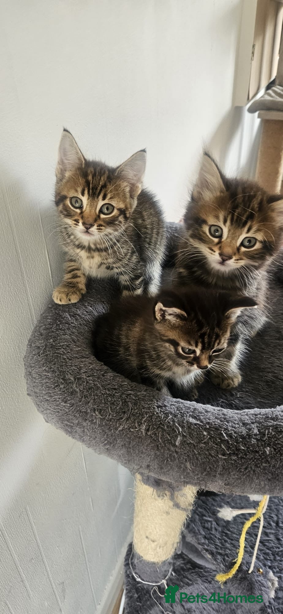 Mixed Breed cats ONLY THREE LEFT KITTENS  - Advert 10