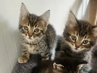 Mixed Breed cats ONLY THREE LEFT KITTENS - Advert 10