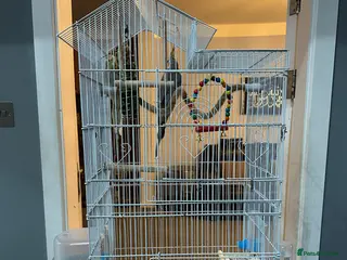 Parrots birds Pair of Cockatiels - Advert 7