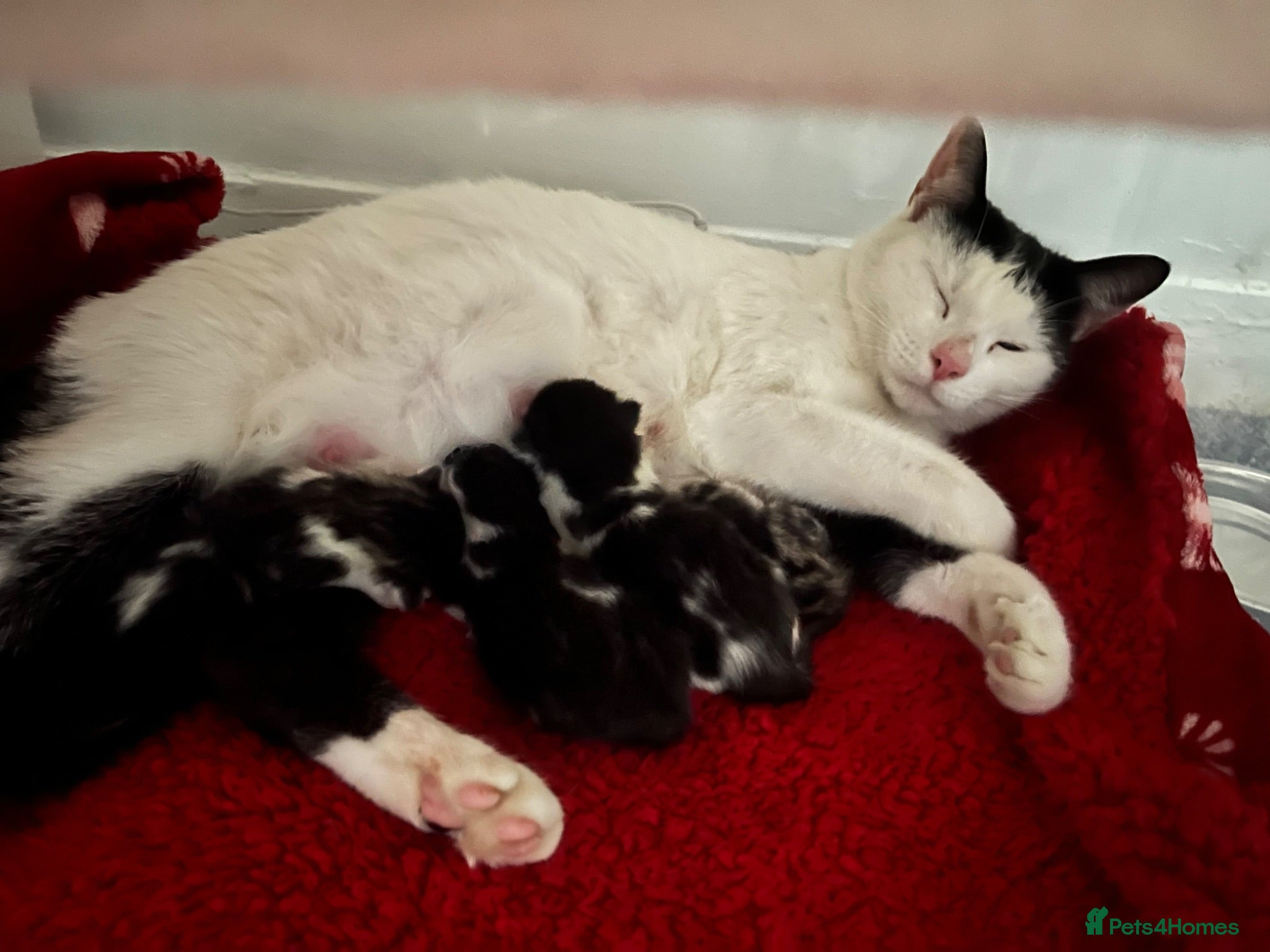 Mixed Breed cats STUNNING KITTENS DUE IN AUGUST  - Advert 1