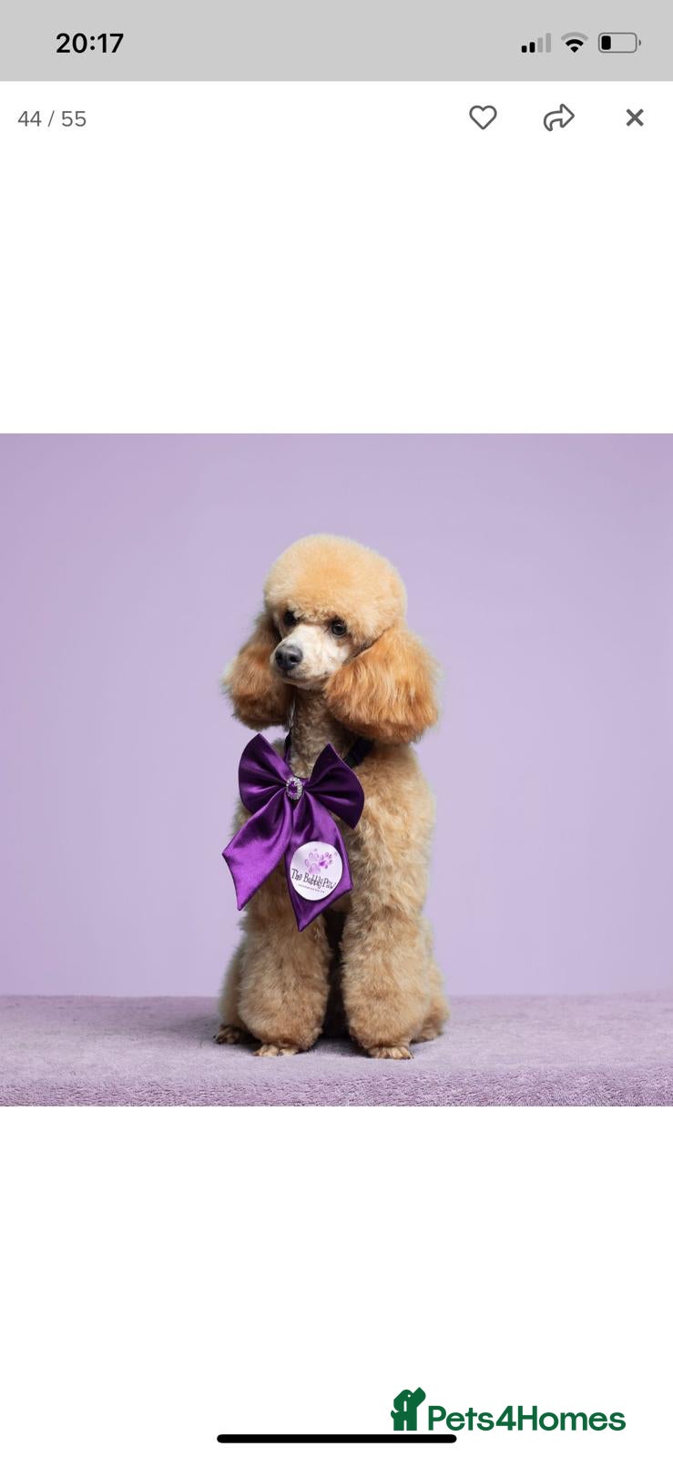 Toy Poodle dogs Beautiful red toy poodle KC registered  - Advert 2