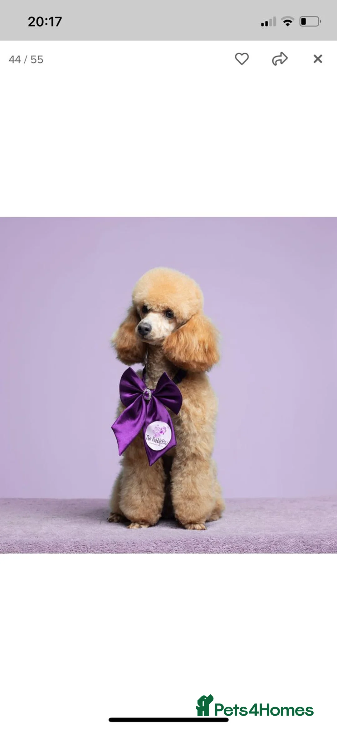 Toy Poodle dogs for sale: Beautiful red toy poodle KC registered  - Advert 1