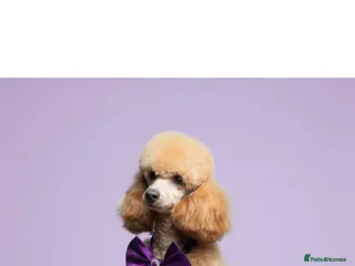 Toy Poodle dogs Beautiful red toy poodle KC registered - Advert 3