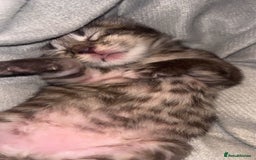 British Longhair cats for sale: Brown cat and tabby cat - Image 3