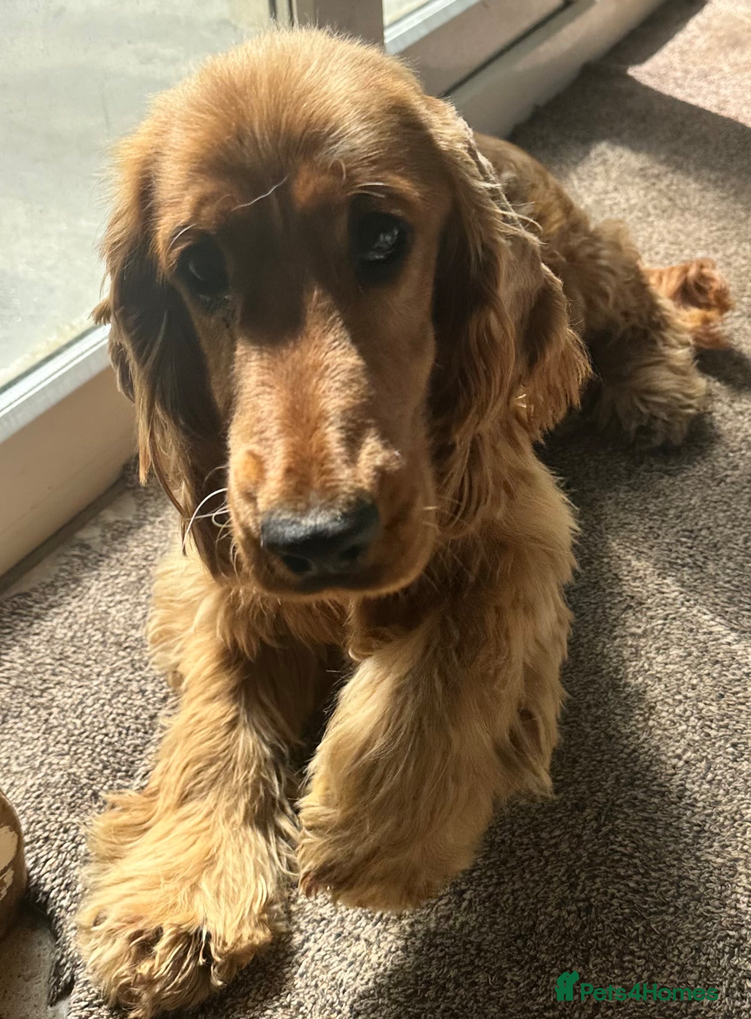 Cocker Spaniel dogs Male show type cocker spaniel - Advert 2