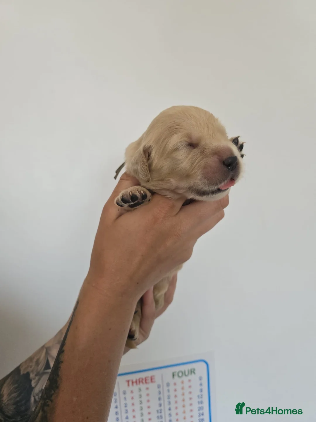 Golden Retriever dogs for sale: Show Type KC Registered Golden Retrievers !!  - Advert 40