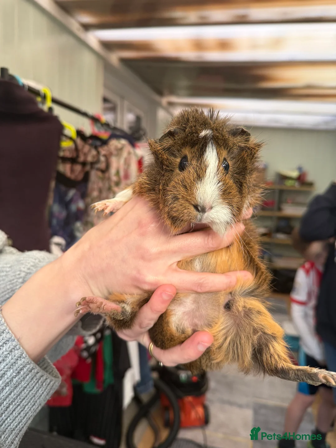 Guinea Pig rodents for sale: Beautiful girl piggies looking for loving home in Ringwood - Advert 2