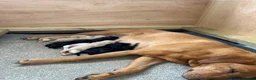 Labrador Retriever dogs for sale: Kc working Labradors  in Pershore - Advert 2