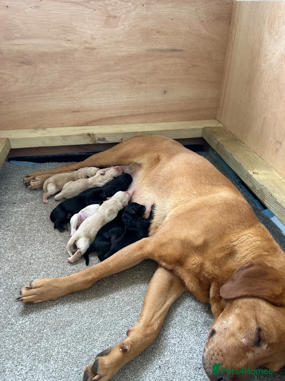 Labrador Retriever dogs for sale: Kc working Labradors  in Pershore - Advert 2