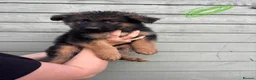 German Shepherd dogs for sale: Long haired German shepherd puppies  - Advert 17