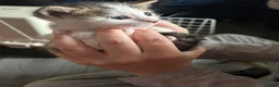 Bengal cats for sale: Bengal crossed  - Advert 10