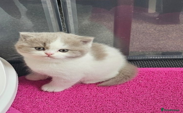British Shorthair cats - Advert 6