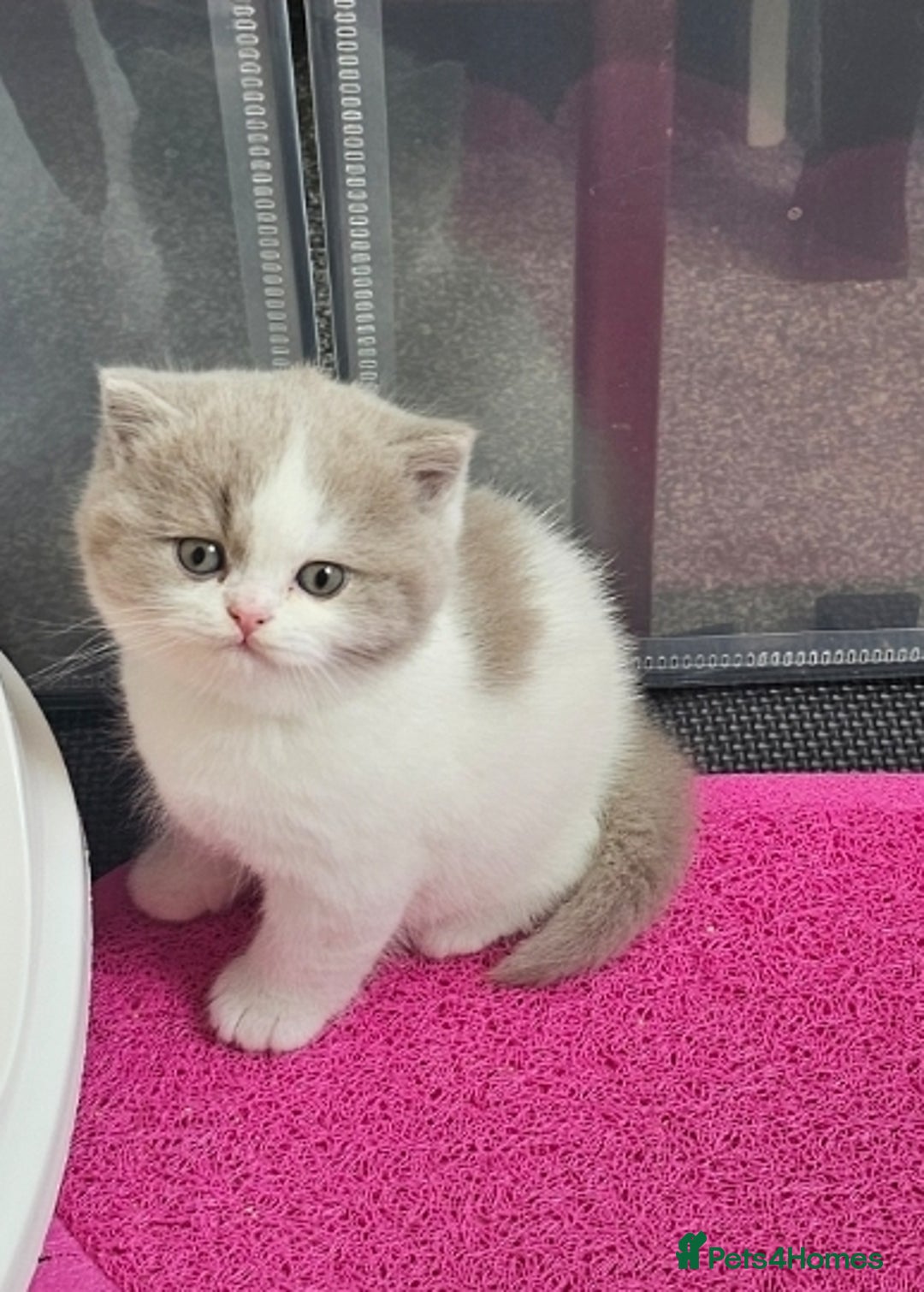 British Shorthair cats for sale: Lilac & White Harlequin Active Boy - Image 1