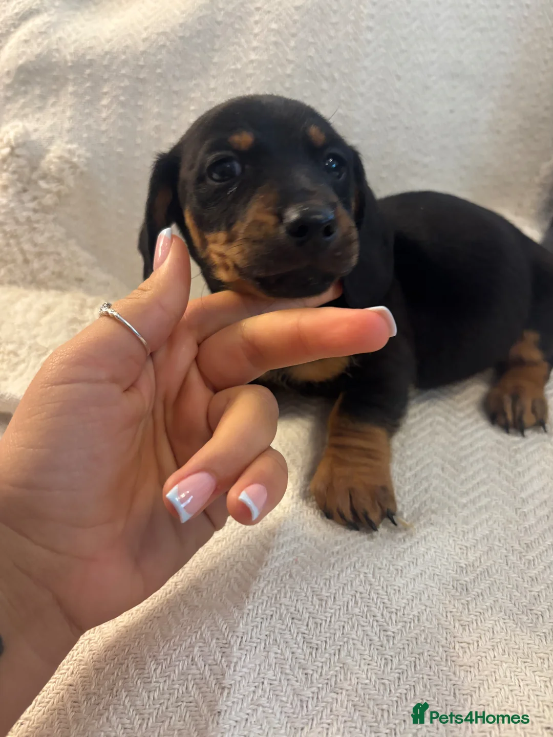 Jackshund dogs for sale: Dachshund x Jack Russell puppies  - Advert 4