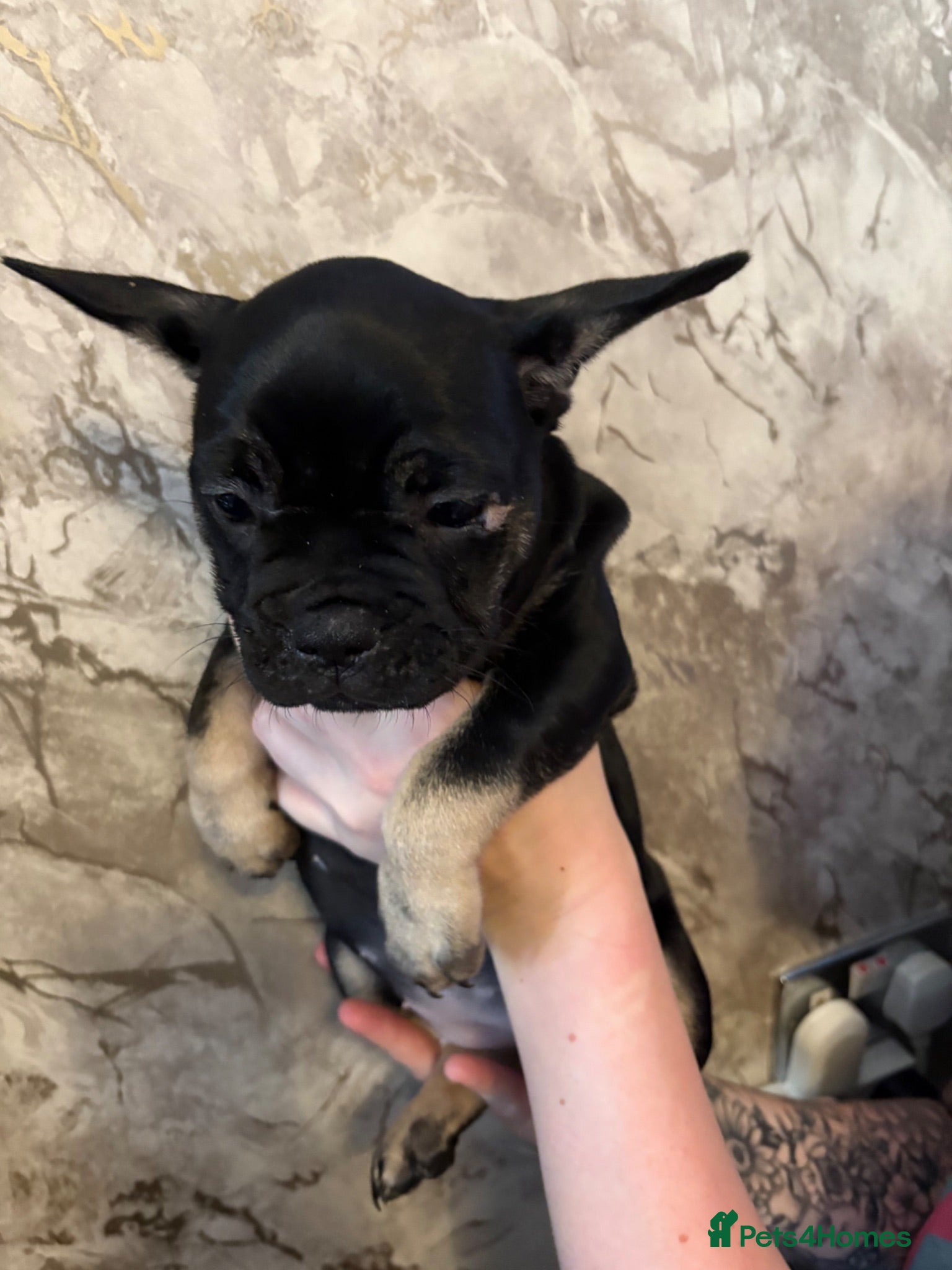 French Bulldog dogs FRENCH BULLDOG PUPPIES - READY TO LEAVE - Advert 17