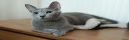 Russian Blue cats for sale: TICA Reg Boutique Russian Blue Kittens  - Advert 8