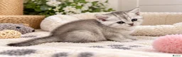 British Shorthair cats for sale: GCCF BSH kittens silver tabby & chinchilla  - Advert 14