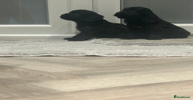 Cockapoo dogs F1 cockapoo puppies  - Advert 10