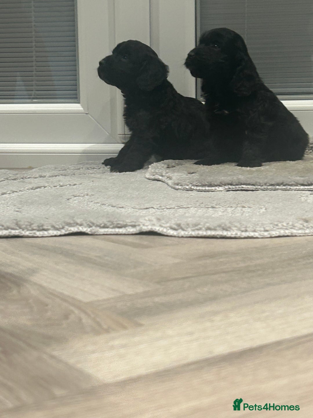 Cockapoo dogs for sale: F1 cockapoo puppies  - Advert 2